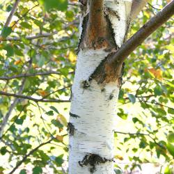 Betula kirghisorum Sav. Ryczg. (Kirghiz birch), trunk, branches