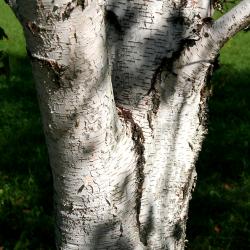 Betula ‘Madison’(birch –WHITE SATIN™), bark, trunk