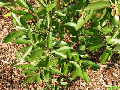 Alnus maritima (Marsh.) Muhl. (seaside alder), leaves