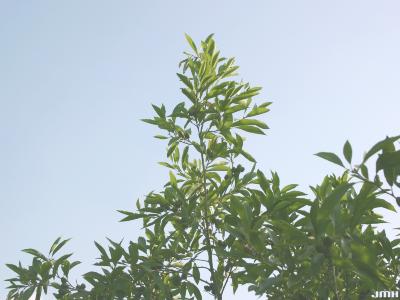Alnus maritima (Marsh.) Muhl. (seaside alder), branches 