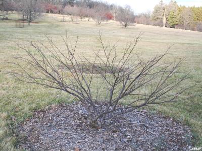Betula nigra ‘Studetec’ (TECUMSEH COMPACT® river birch), habit 