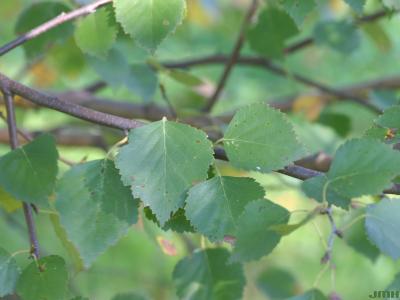 Betula kirghisorum Sav. Ryczg. (Kirghiz birch), leaves
