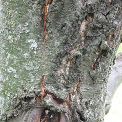 Betula lenta L. (sweet birch), bark