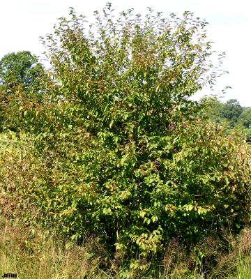 Betula alleghaniensis Britton (yellow birch), habit
