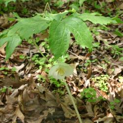 Podophyllum peltatum L. (May-apple), leaves 