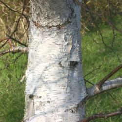 Betula ermanii Cham. (Russian rock birch), trunk 