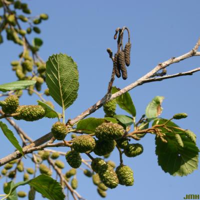 Alnus glutinosa (L.) Gaertn. (European black alder), branches, leaves, and fruit 