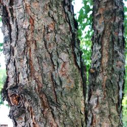 Betula nigra (river birch), bark