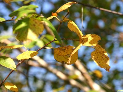 Betula ‘Madison’ (WHITE SATIN™ birch), leaves 