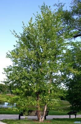 Betula nigra L. (river birch), habit