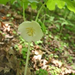 Podophyllum peltatum L. (May-apple), flower and leaves 