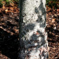 Betula ‘Madison’ (WHITE SATIN™ birch), bark, trunk   