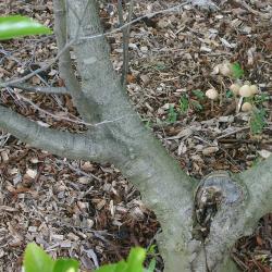 Alnus maritima (Marsh.) Muhl. (seaside alder), branches (boughs)