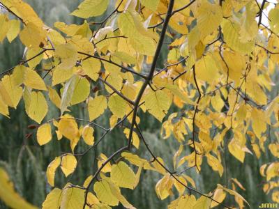 Betula lenta L. (sweet birch), leaves 