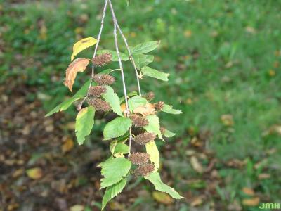 Betula alleghaniensis Britton (yellow birch), leaves 