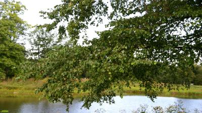 Betula nigra L. (river birch), branches