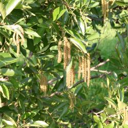 Alnus maritima (Marsh.) Muhl. (seaside alder), leaves and catkins on branches