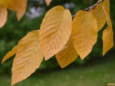 Betula lenta L. (sweet birch), leaves 