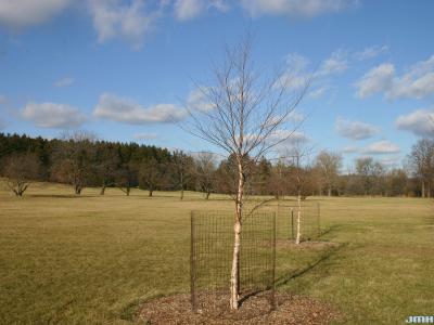 Betula nigra 'BNMTF' (DURA-HEAT® river birch), habit