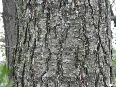Alnus glutinosa (L.) Gaertn. (European black alder), bark, trunk