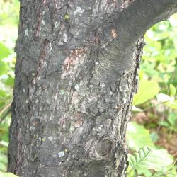 Alnus glutinosa (L.) Gaertn. (European black alder), trunk, bark