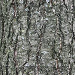Alnus glutinosa (L.) Gaertn. (European black alder), bark, trunk