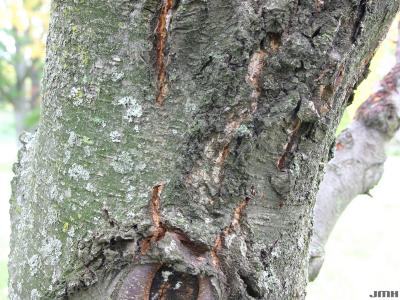 Betula lenta L. (sweet birch), bark
