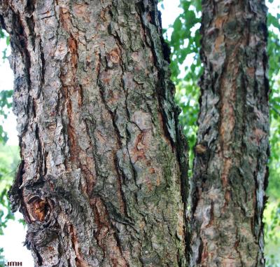 Betula nigra (river birch), bark