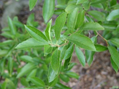 Alnus maritima (Marsh.) Muhl. (seaside alder), leaves 