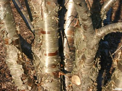 Betula alleghaniensis Britton (yellow birch) bark, trunks 