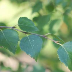 Betula kirghisorum Sav. Ryczg. (Kirghiz birch), leaves 