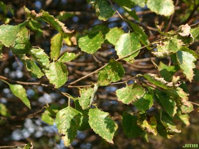 Betula nigra 'Little King' (FOX VALLEY® river birch), leaves