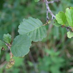 Alnus glutinosa (L.) Gaertn. (European black alder), leaves 