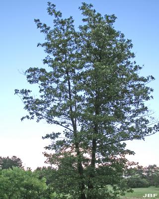Alnus glutinosa (L.) Gaertn. (European black alder), habit