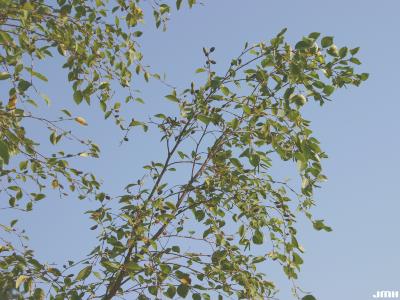 Betula davurica Pall. (Dahurian birch), branches 