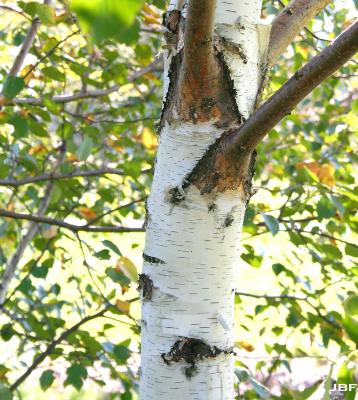 Betula kirghisorum Sav. Ryczg. (Kirghiz birch), trunk, branches