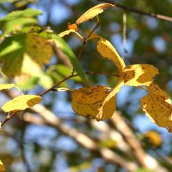 Betula ‘Madison’ (WHITE SATIN™ birch), leaves 