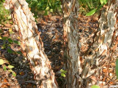Betula davurica Pall. (Dahurian birch), bark, trunk 