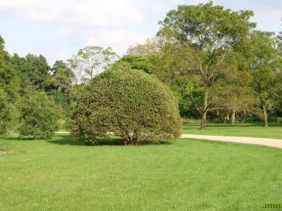Betula nigra 'Little King' (FOX VALLEY® river birch), habit
