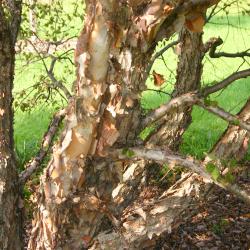 Betula nigra 'Little King' (FOX VALLEY® river birch), trunk  