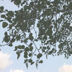 Alnus glutinosa (L.) Gaertn. (European black alder), branches 