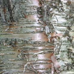 Betula alleghaniensis Britton (yellow birch), bark, trunk