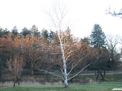 Betula ‘Madison’ (birch –WHITE SATIN™), habit
