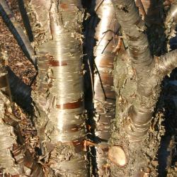 Betula alleghaniensis Britton (yellow birch) bark, trunks 