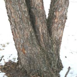 Betula nigra L. (river birch), trunks