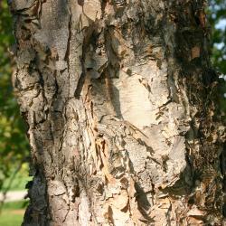 Betula nigra L. (river birch), bark 