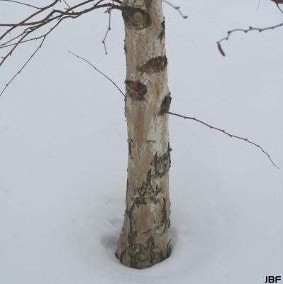Betula platyphylla var. japonica (Miq.) Hara (Japanese white birch),  bark