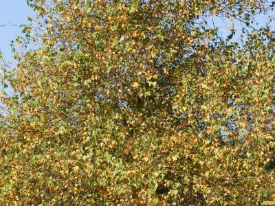 Betula populifolia ‘Whitespire’ (Whitespire gray birch), upper branches
