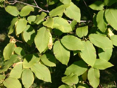Carpinus cordata Blume (heart-leaved hornbeam), leaves