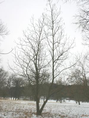 Catalpa bignonioides Walt. (southern catalpa), growth habit, tree form in winter